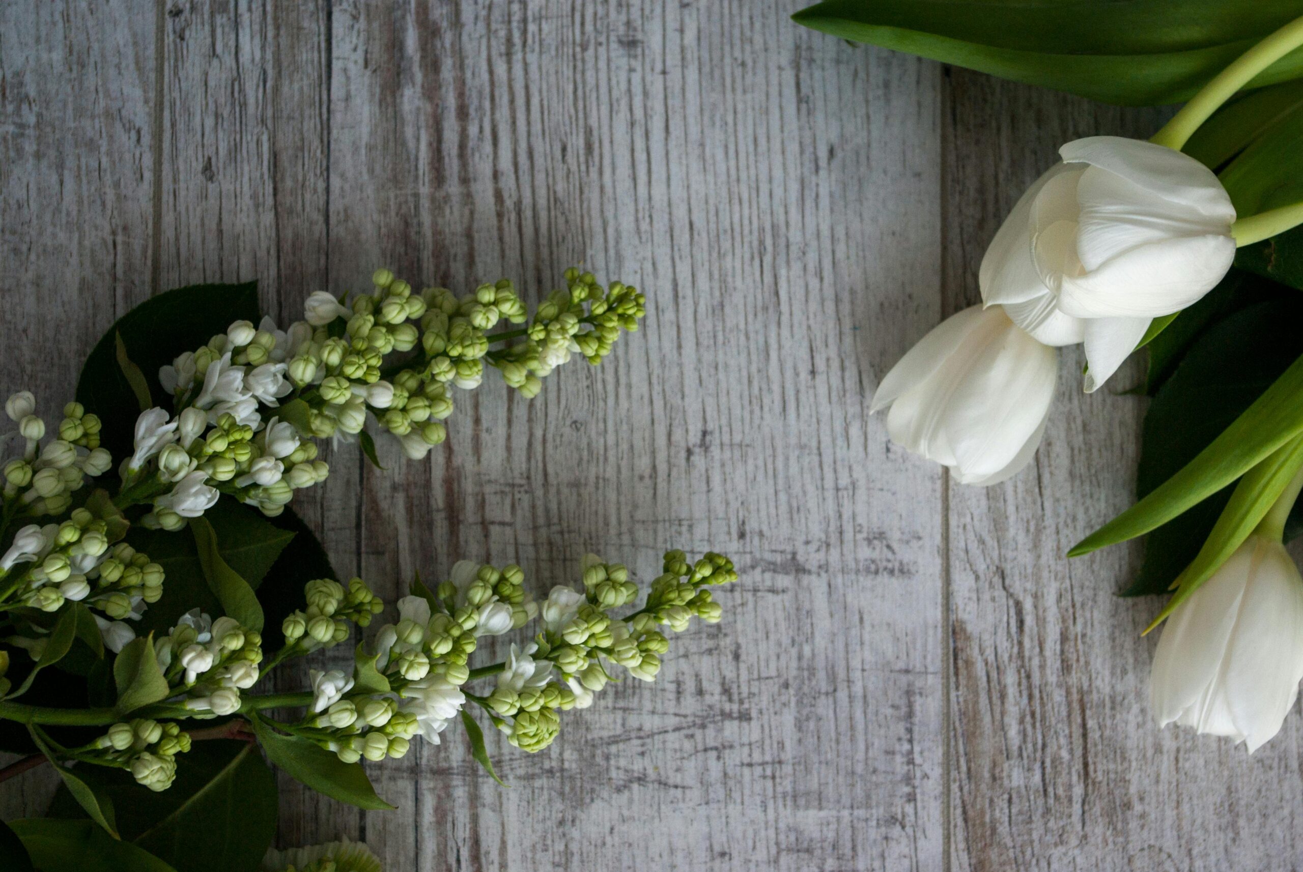 Image of wooden wall with plants as a backdrop to the words, "Dr. Justin Weiss."