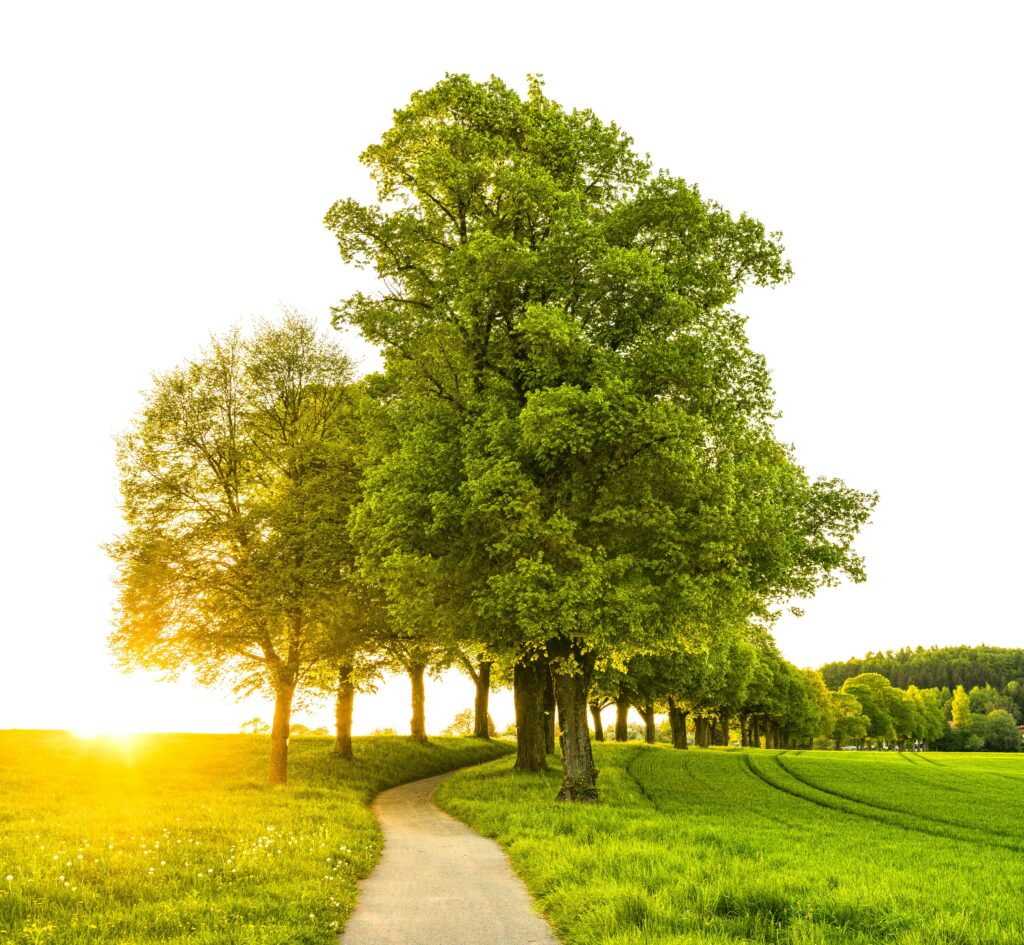 Image of trees and pathway.