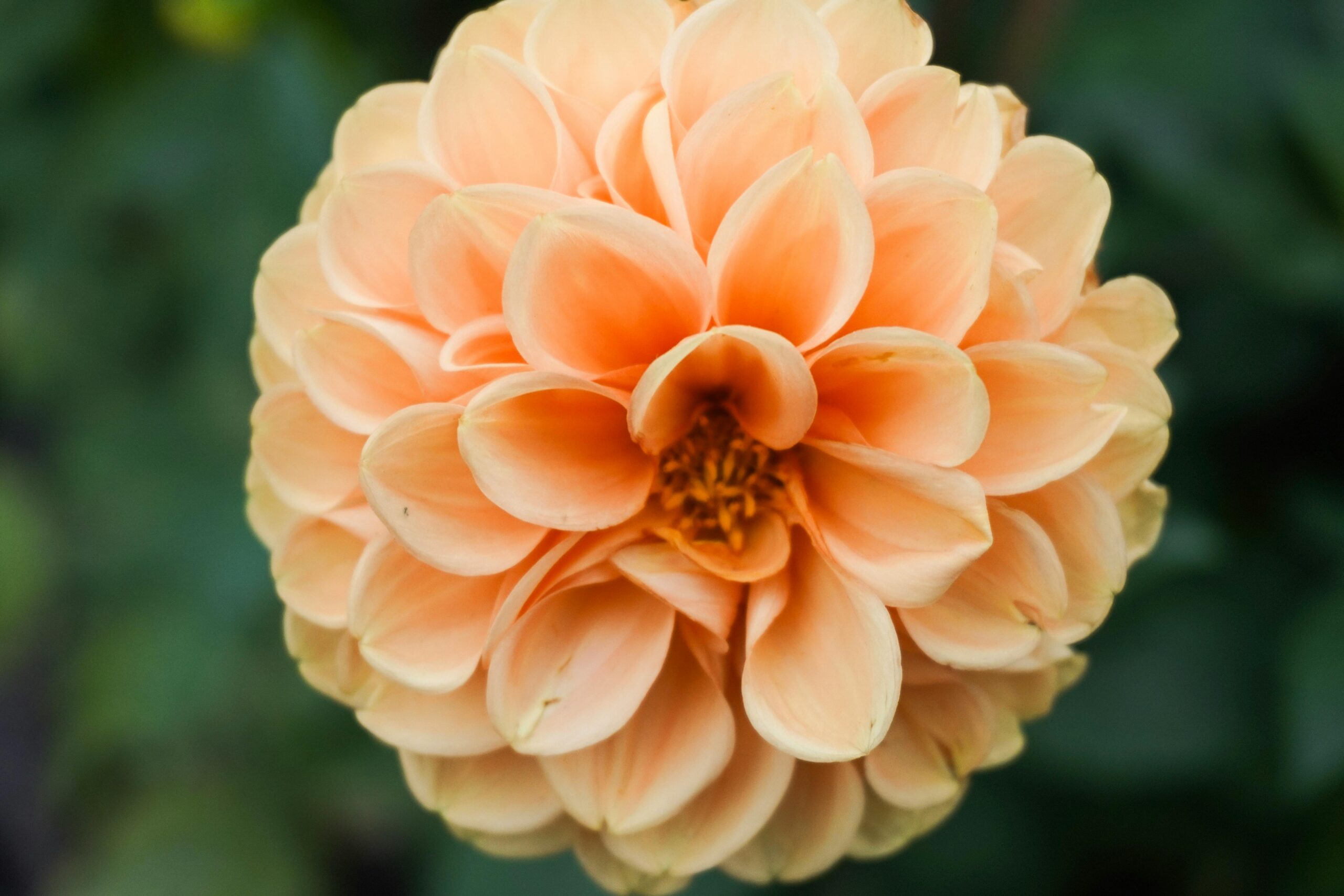 Image of pink flower.