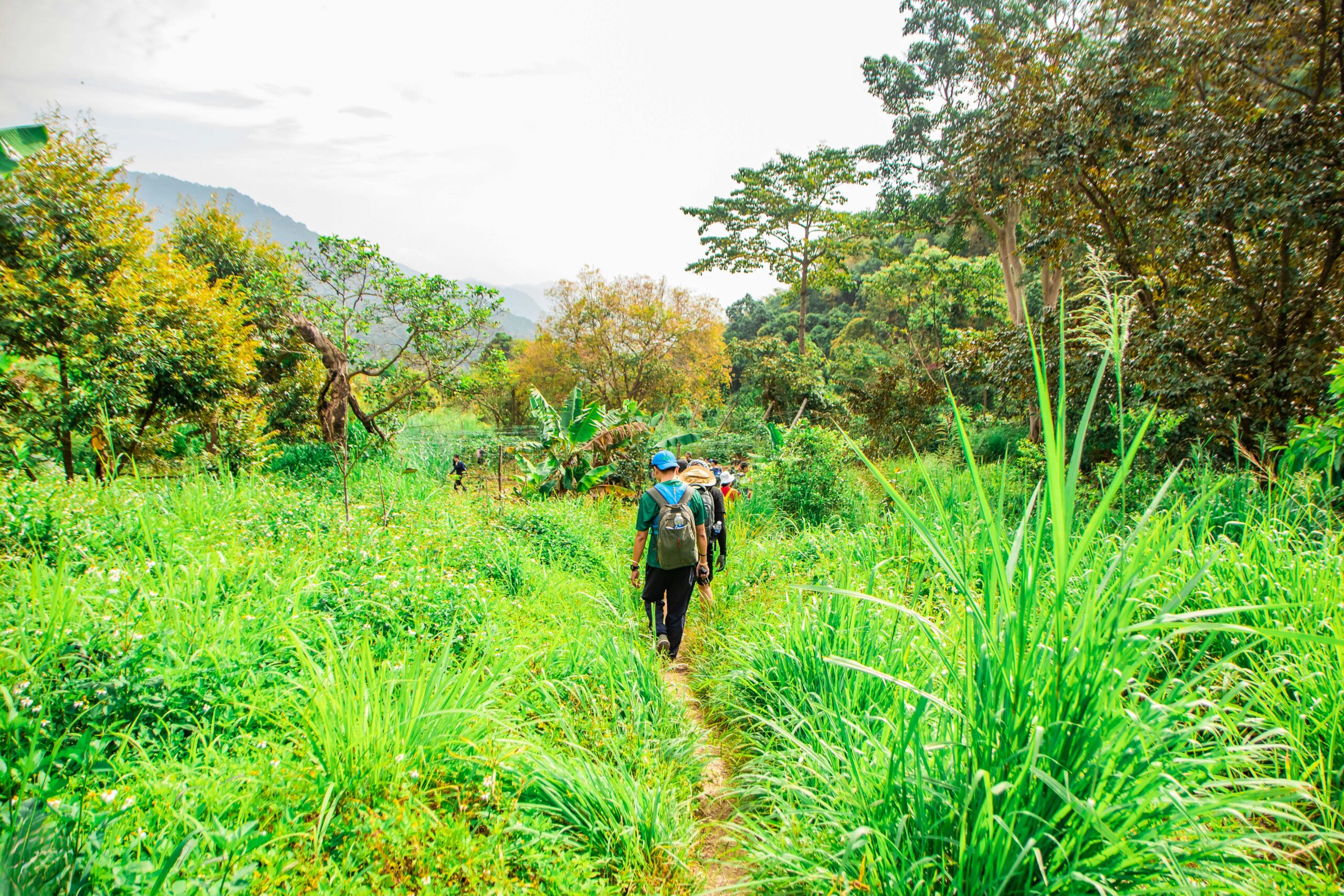 Image of path in the middle of green bushes, with people walking together on path.